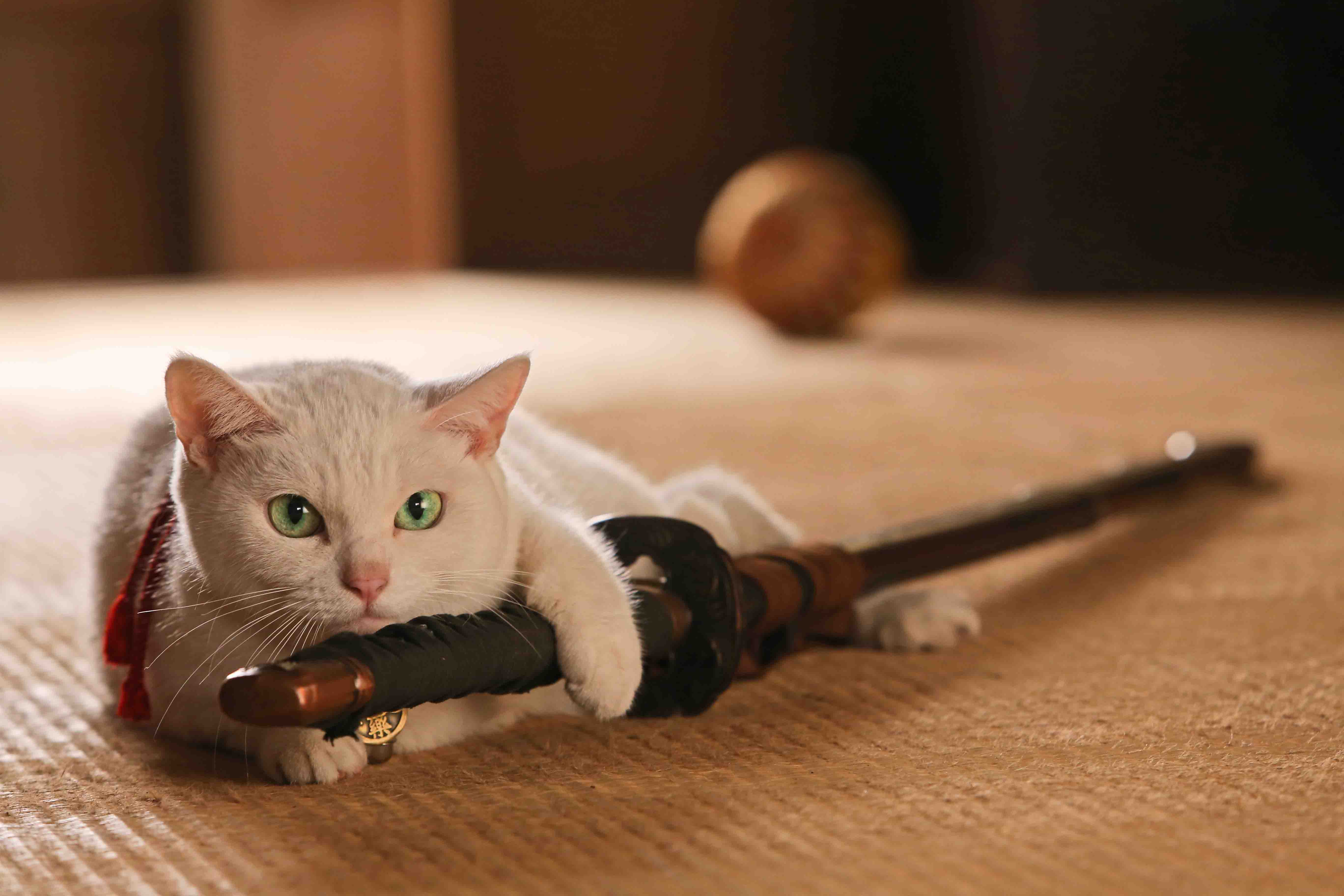 あなごちゃん追悼 猫カフェ上映会 吉祥寺ねこ祭り 公式サイト